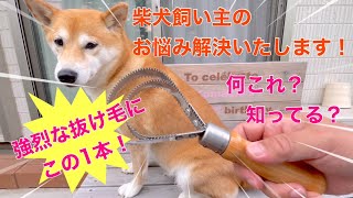 【柴犬抜け毛】飼い主のお悩み解決いたします！抜け毛対策はこの1本！