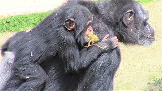 チンパンジー 双子の赤ちゃん272 Chimpanzee twin baby