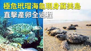 極危玳瑁海龜現身蘇美島 直擊產卵全過程｜泰國海灘驚喜