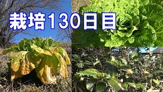 白菜プランタ栽培/栽培130日目の観察とお茶の木に肥料撒き