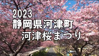 河津桜まつり2023　静岡県河津町　Kawazu Cherry blossom