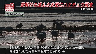 雪解けの進んだ水田にハクチョウ飛来　東根市長瀞