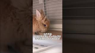 退屈を持て余すウサギ　#shorts #bunny #rabbit #ウサギ #ライオンラビット　#うさぎ