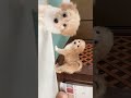 ポメプー ポメプー三女ちゃんです！母犬あられ