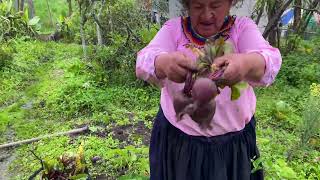 Cosechando unas ricas remolachas amiguitos.