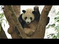 20230203 不按表操睡的圓寶，保育員叫不醒而錯過一餐 the giant panda yuan bao