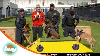 Perros rescatistas, héroes de cuatro patas | Hoy