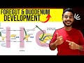 duodenum development embryology | foregut development embryology