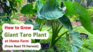 How to Grow Giant Taro Plant at Home Farm From Root til Harvest