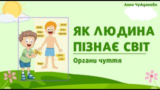 Як людина пізнає світ. Органи чуття. 2 клас НУШ