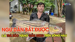 Ngư dân bắt được cá trà sóc nặng gần 20kg trên sông Hậu | Truyền hình Hậu Giang