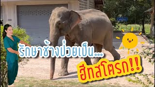 รักษาช้างเป็น”ฮีทสโตรก”‼️ | หมอโบว์ หมอตัวเล็กกับคนไข้ตัวใหญ่