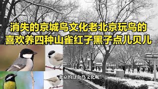 消失的京城鸟文化老北京玩鸟的喜欢养四种山雀红子黑子点儿贝儿