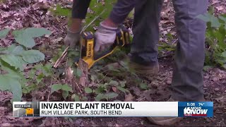 Volunteers remove invasive plants from Rum Village Park