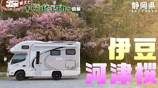 【キャンピングカー車中泊旅】今年伊豆の河津桜の花見を諦めていたらまだ咲いていたので急遽夜に出発し今年の花見をしておばちゃん大興奮！！