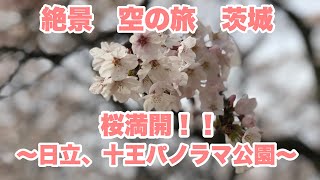 🌸茨城、十王パノラマ公園の桜満開‼︎