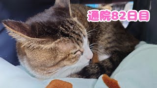 【611日目】今日も腎臓病と闘うミュウちゃん#猫#ねこ#cat#保護猫#慢性腎臓病猫#病院