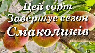 Самий пізній і дуже смачний інжирний персик Плане Топ.