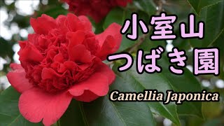 小室山つばき園　Camellia Garden in Ito City