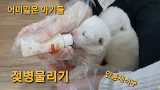 어미잃은 새끼 강아지 안흥 새식구가 생겼어요