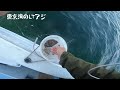 【東京湾】良型入食い！目指せ束越え！　東京湾のltアジ【船釣り】