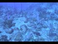 Bonaire Windjammer dive #7 (010703)