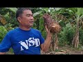 paraan ng pagtatanim ng taro paano mag tanim ng taro d green thumb