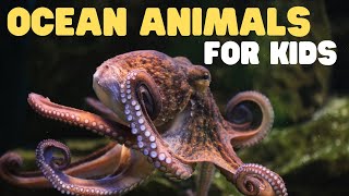 Ocean Animals for Kids | Learn all about the Animals and Plants that Live in the
