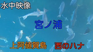 [水中映像] 第一弾　宮ノ浦　西のハナ