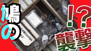 【名古屋抗争事件発生！？】ハト「食い放題やん！」　大須観音のハトのエサ置き場がハトに襲撃される