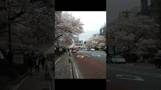 2021年3月国立駅前・大学通りの桜♪　#Shorts