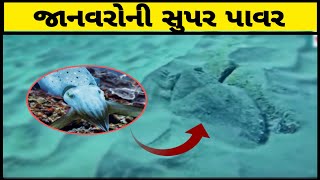 આ જાનવરો પાસે  છે અદ્ભુત શક્તિઓ | Animals with amazing super powers | in gujarati by Gujju Facts