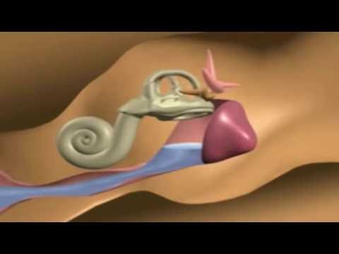 Ear Infection Symptoms - Inner Ear Infection Symptoms In Adults Ear Infection Symptoms - Inner Ear Infection Symptoms In Adults