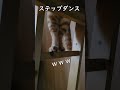 困った猫が、はしごの上でステップダンスをしてしまいました shorts youtubeshort