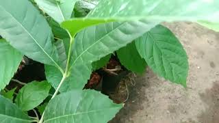 Holoptelea integrifolia, South Indian elm or Jungle cork tree saplings - Used for timber, medicinal