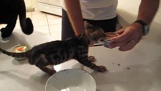 Hungry Bengal Kitten (Impatient Kitty)