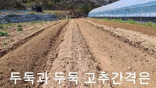 의도치않게 고추 100주 적게 심어야겠네요