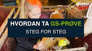 GS-testing av NRF-hunndyr – Steg for steg