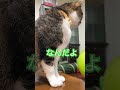 ご挨拶はそっぽむいて　 おしゃべり猫 きじしろ ねこのいる暮らし 保護猫 猫とおしゃべり おはようございます ご挨拶 朝活