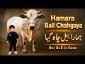 Aayat Arif With Sufiyan | Hamara Bail Chahgaya | Bakra Eid Special | Sab Sab ko Eid Al Adha Mubarak