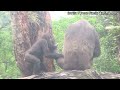 ringo is drinking milk🍼🍼 d jeeco family ゴリラ 迪亞哥 taipei zoo 金剛猩猩 ringo 20230513 18