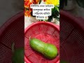 ইউটিউব দেখে ভাইরাল চালকুমড়া কাটতে গেছিলাম বাকিটা ইতিহাস 😱😱😱 shortvideo viralvideo tips foryou