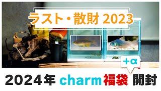 【アクアリウム】charmの2024年福袋でコリドラスや流木福袋を購入したので紹介！【charm福袋】アクアリウム初心者　熱帯魚　コリドラス　流木