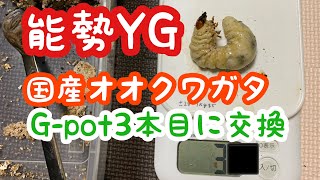 【オオクワガタ・能勢YG】フォーテックG-pot組の2本目→3本目への交換