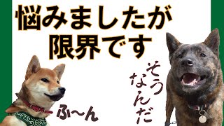 チャンネル一本化のお知らせ＝！【甲斐犬・柴犬】