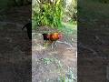 Kokok ayam hutan f1 warna gading #ayamhutanmerahsumatra #redjunglefowl