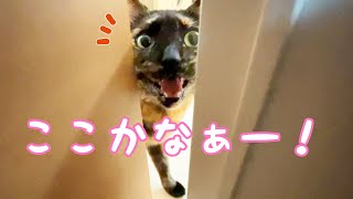 ママを見つけるプロのサビ猫と今度こそ本気でかくれんぼした結果…！