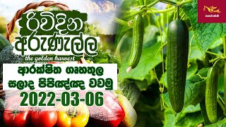 Rividina Arunella - ආරක්‍ෂිත ගෘහ තුල සලාද පිපිඤ්ඤා වවමු | 2022-03-06 | Agriculture Programme