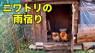 もはや命がけの雨飼育となりました…【ニワトリ飼育】 179話目