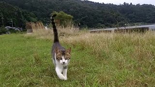 野良猫がトコトコとモフられにやって来た。